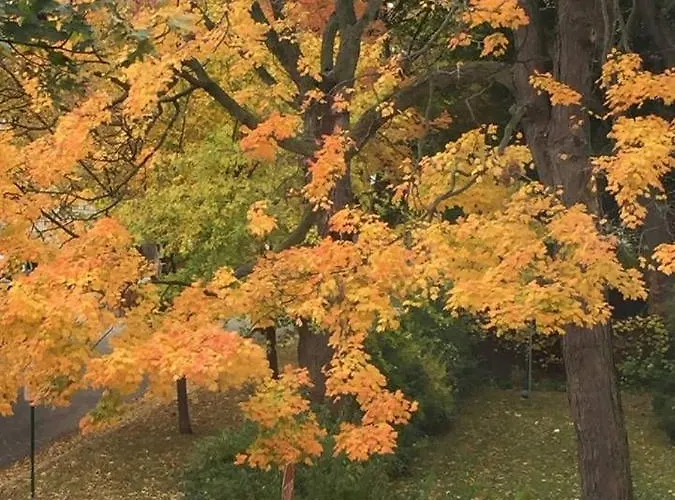 Beauties - Tree Lined Streets - Walkable *
